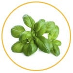 basil